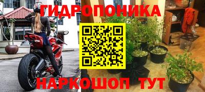 крисы Гатчина